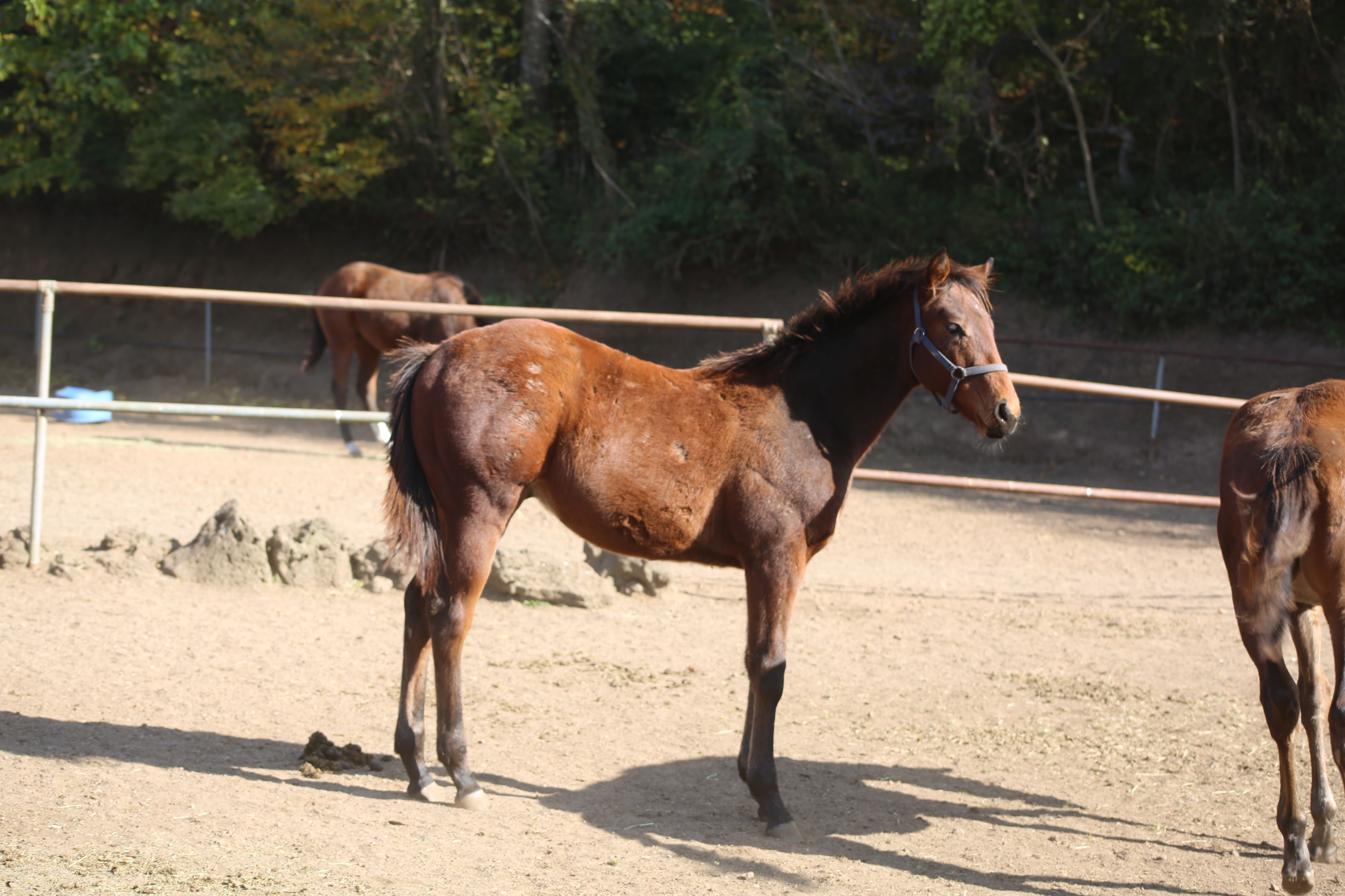 (22년생,수)플래터링조이 자마 *부 : PAYNTER